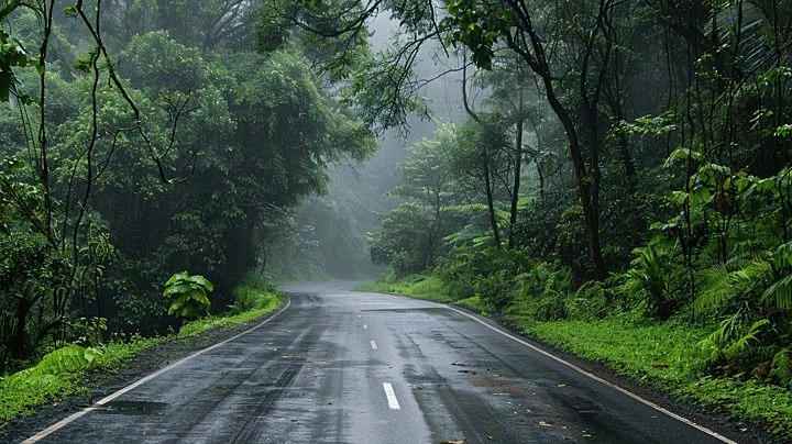 A rainy road through lush forest